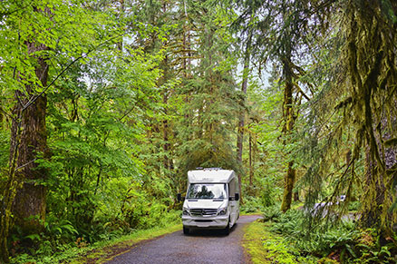 Hoh Rain Forest, Olympia National Park, Washington, USA