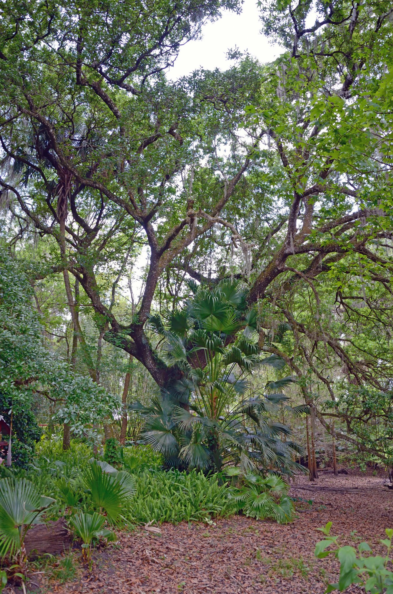 011-Large Tree in Garden