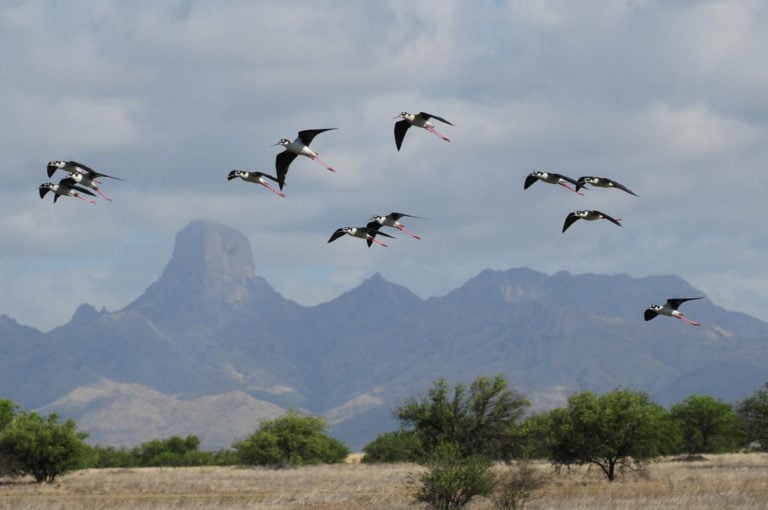 Buenos Aires National Wildlife Refuge Our First Road Trip Leisure   18527466 1300458230001843 7390378507631634602 O 768x510 