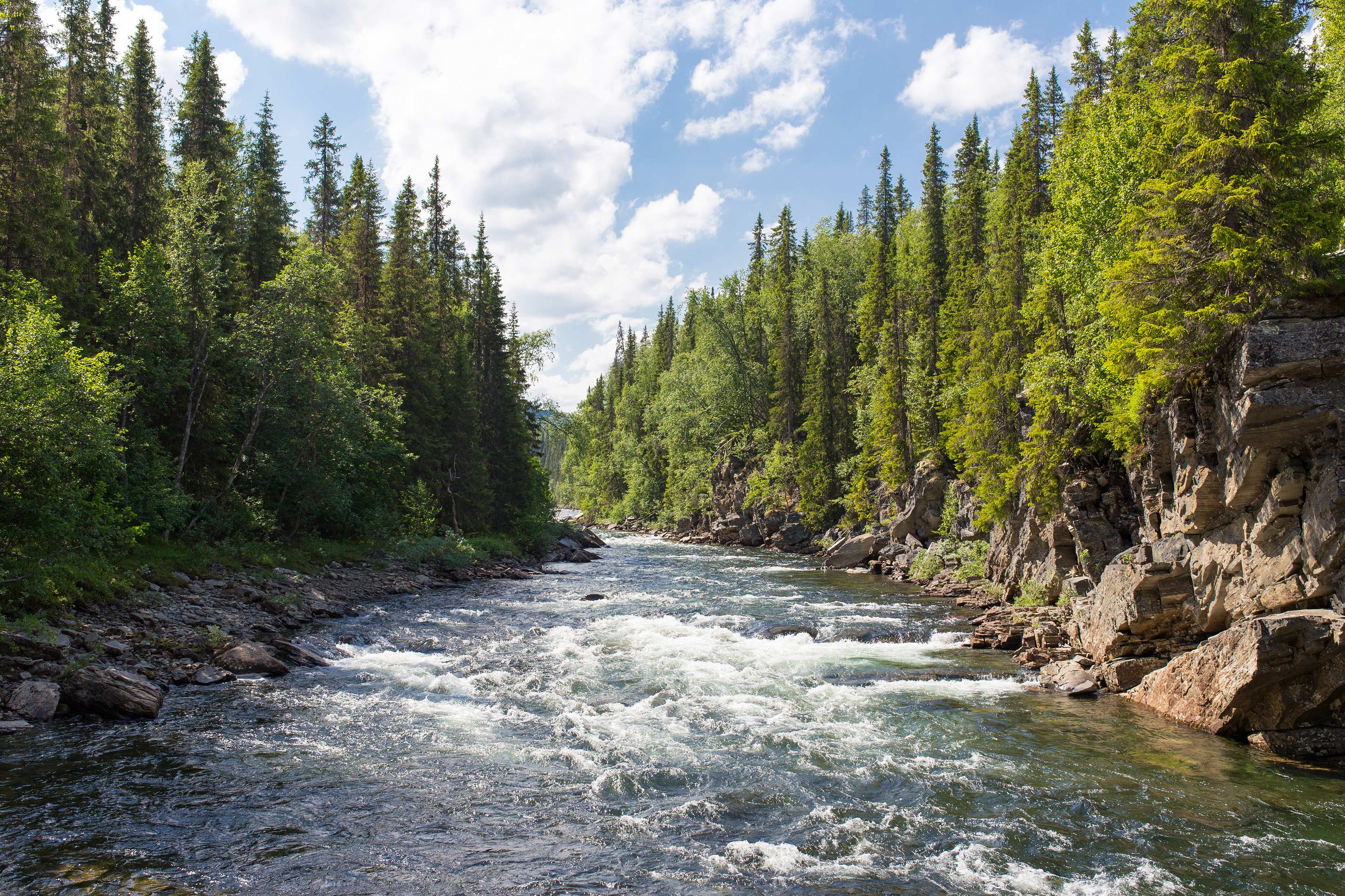 Mountain Creek Fishing Doesn't Get Much Better Than This (Tenkara