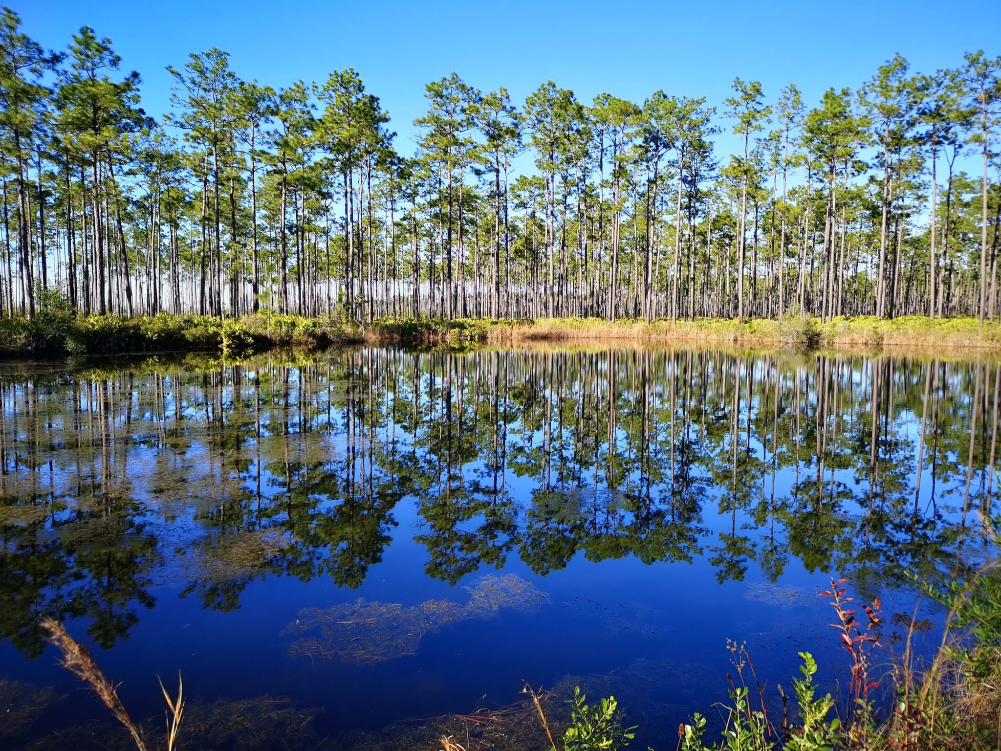 Okefenokee National Wildlife Refuge Georgia Leisure Travel Vans   Slide 10 1 2048x1536 