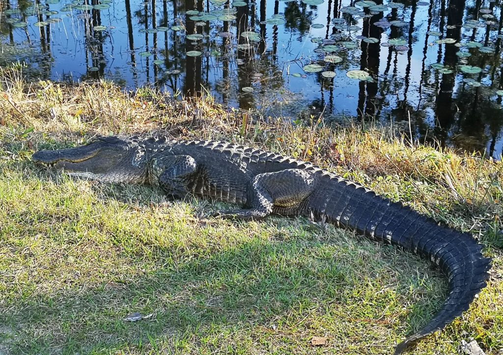 Okefenokee National Wildlife Refuge Georgia - Leisure Travel Vans