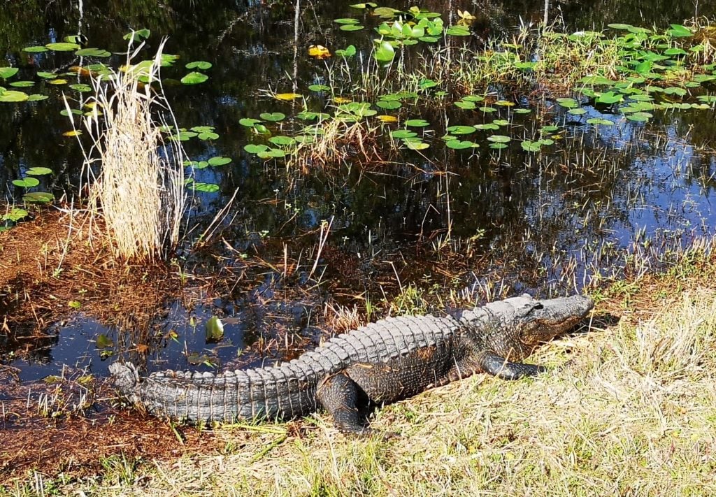 Okefenokee National Wildlife Refuge Georgia - Leisure Travel Vans