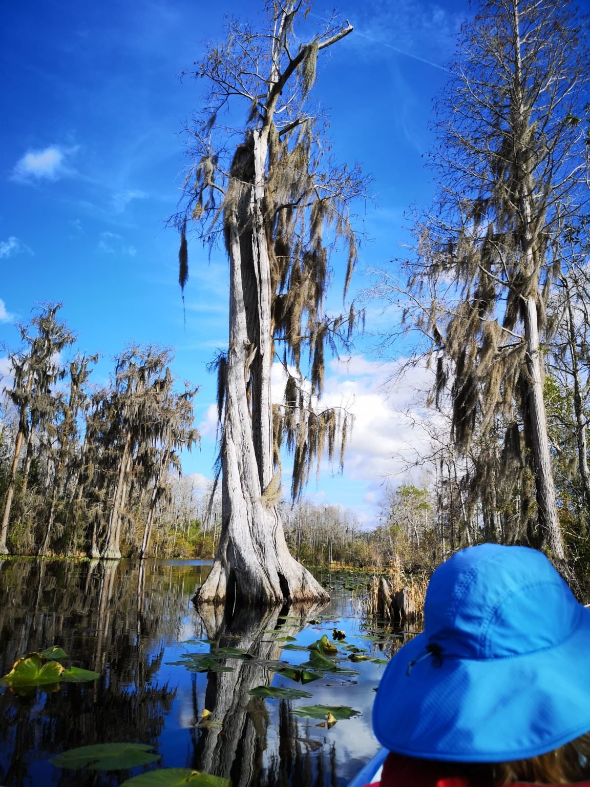 Okefenokee National Wildlife Refuge Georgia Leisure Travel Vans   Slide 44 1 1152x1536 