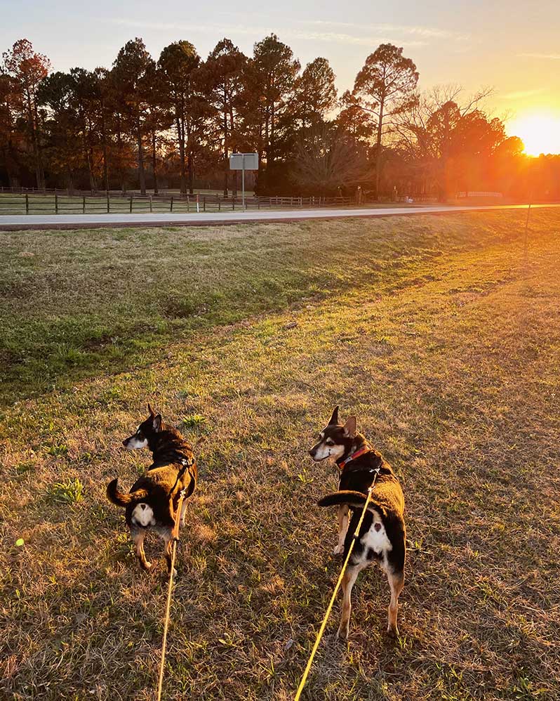 Dogs in the sunset