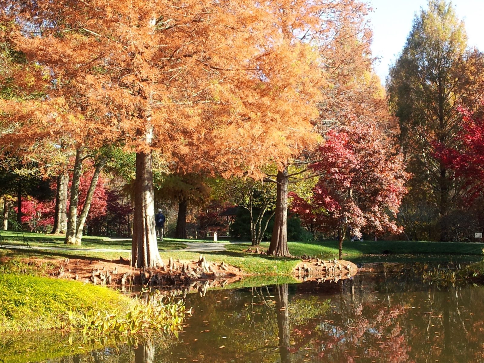 Trees in autumn colors by a pond