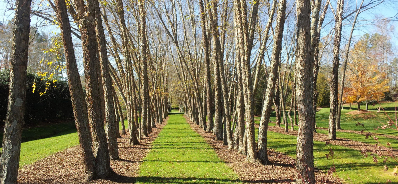 An alle of trees flank a grassy walkway
