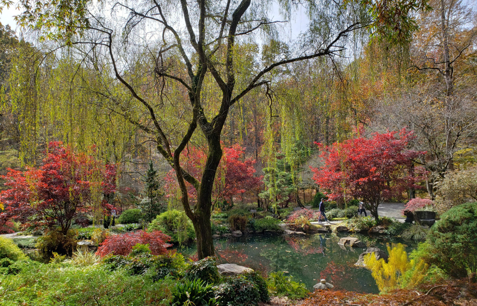 Red Japaese maples around a pond