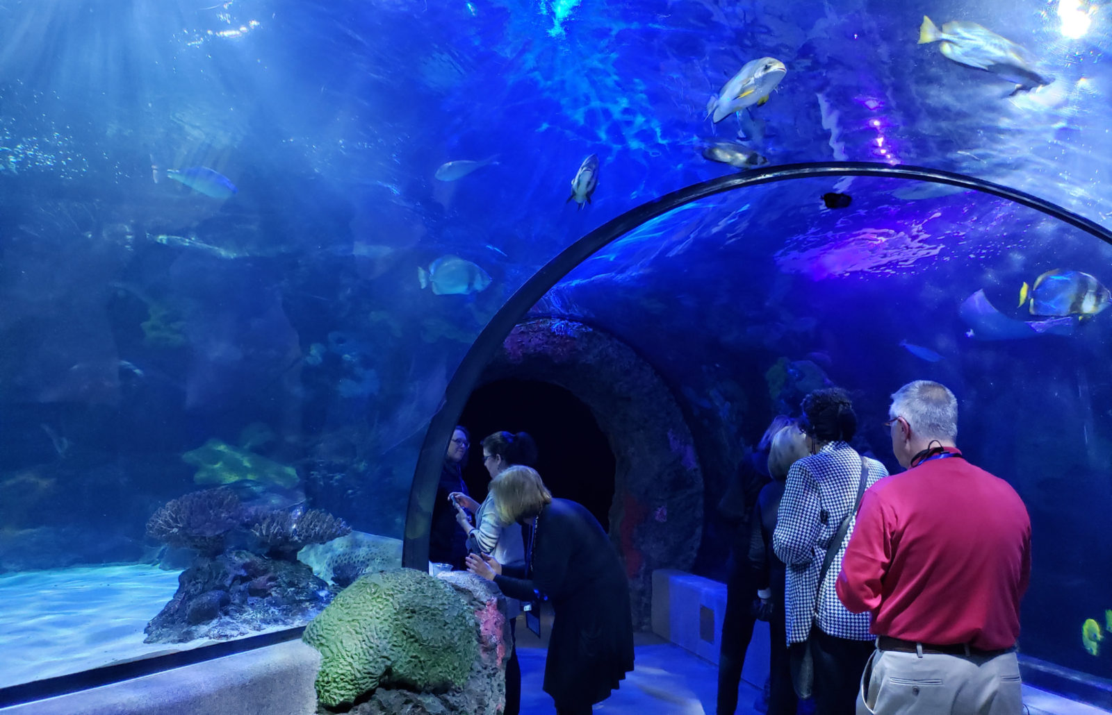 Aquarium tunnel through tank