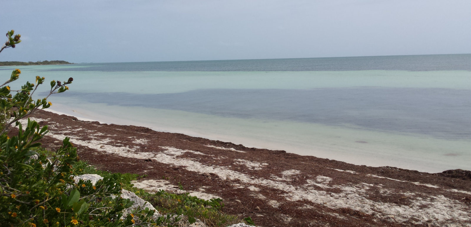 Beach at Bahia Honda with seaweed