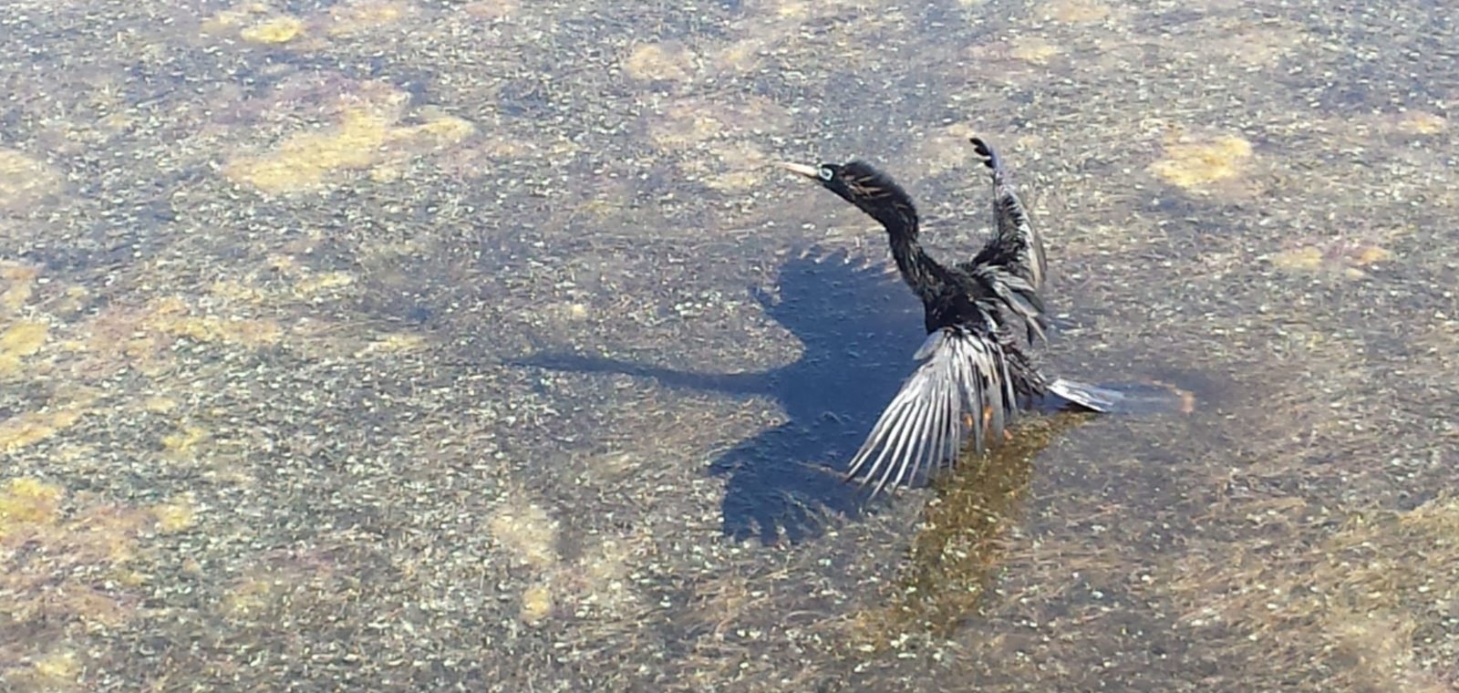 Cormorant with outspread wings drying in the sun