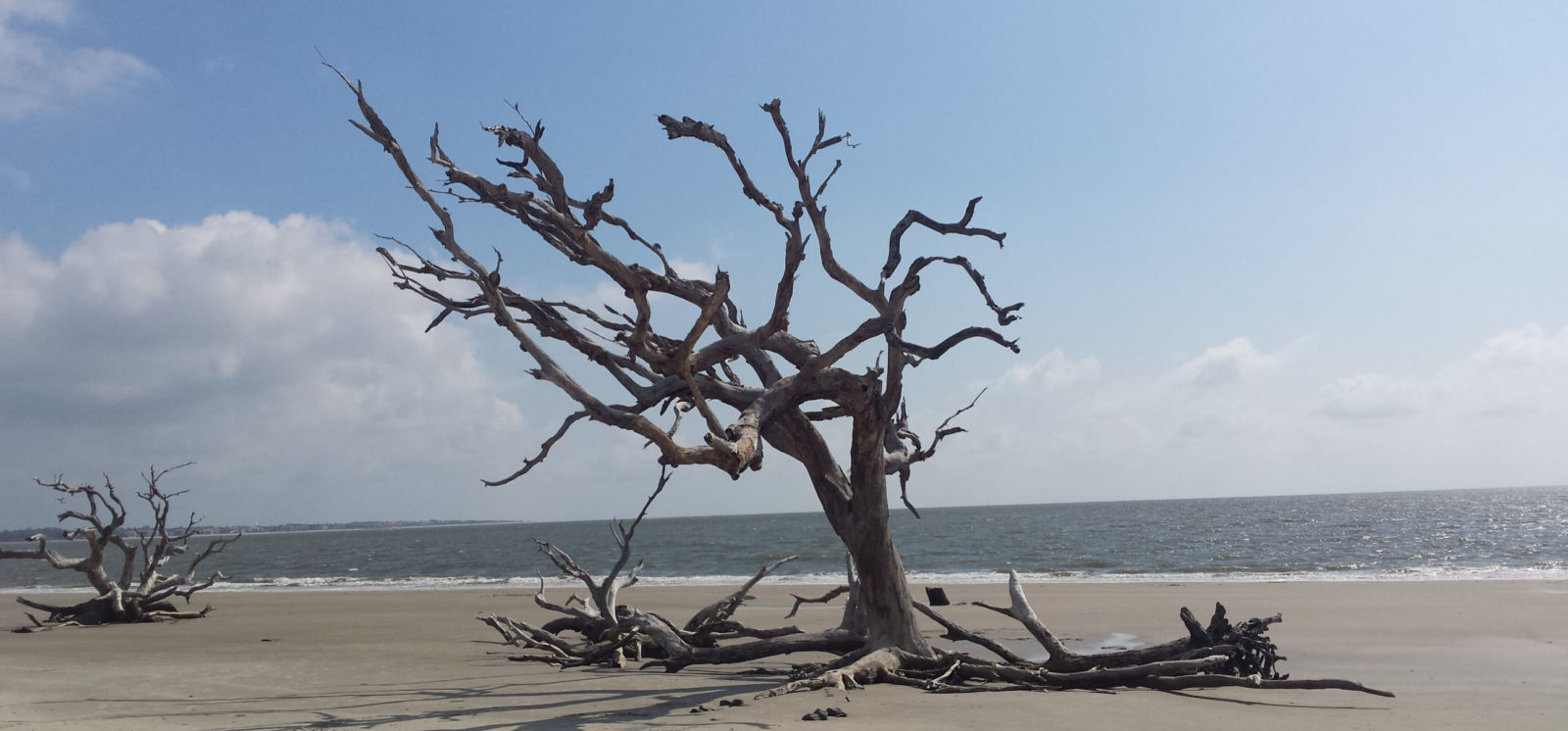 Tree on beach killed by salt water