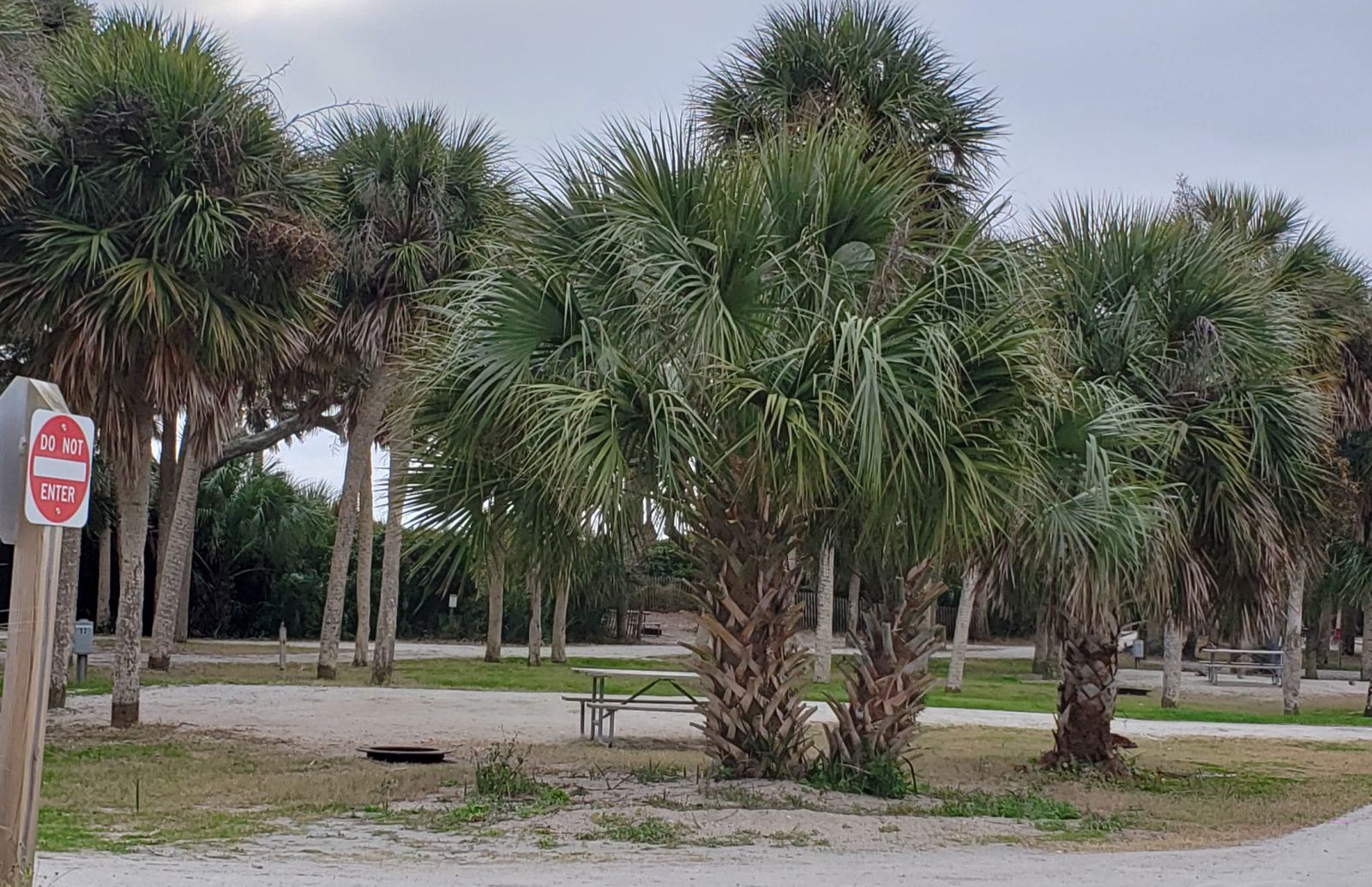 Palmetto Palm trees in campground