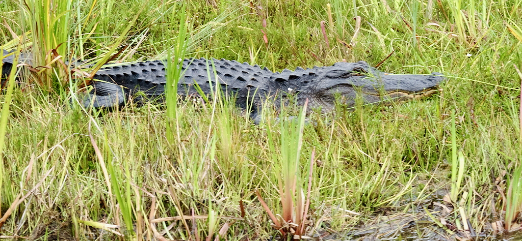 Alligator at the Okefenokee National Wildlife Refuge