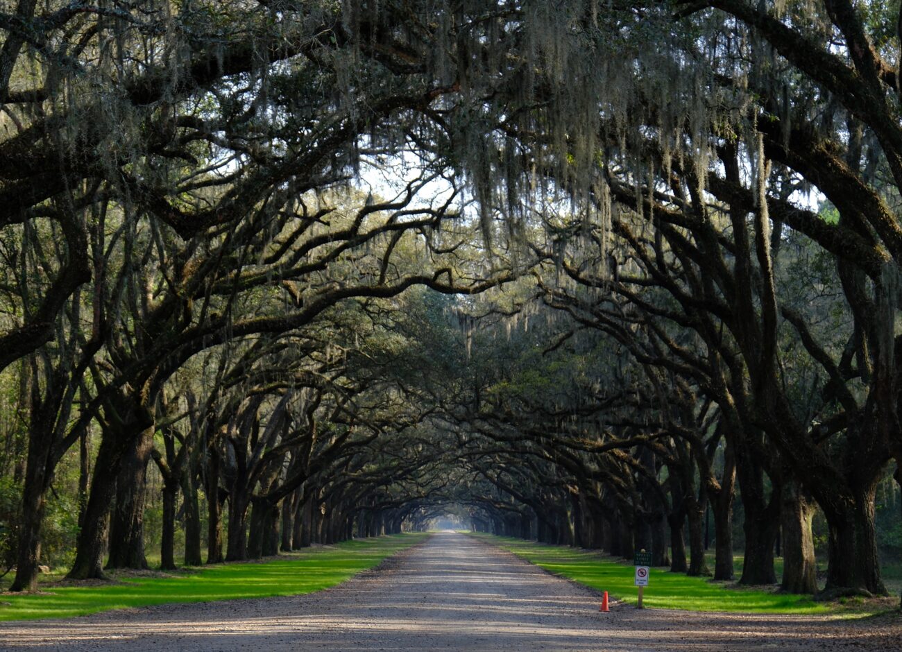The Entrance at Wormsloe State Historic Site, Savannah, Georgia