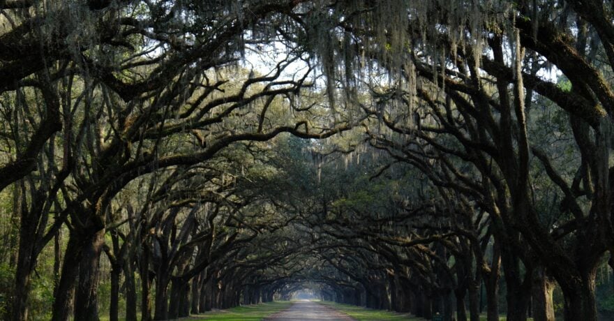 The Entrance at Wormsloe State Historic Site, Savannah, Georgia