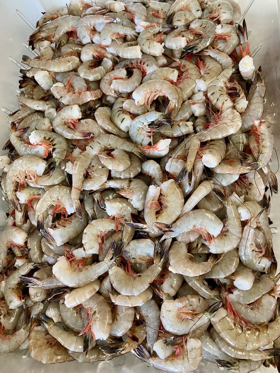 Fresh Shrimp at the Shellmans Crab Company