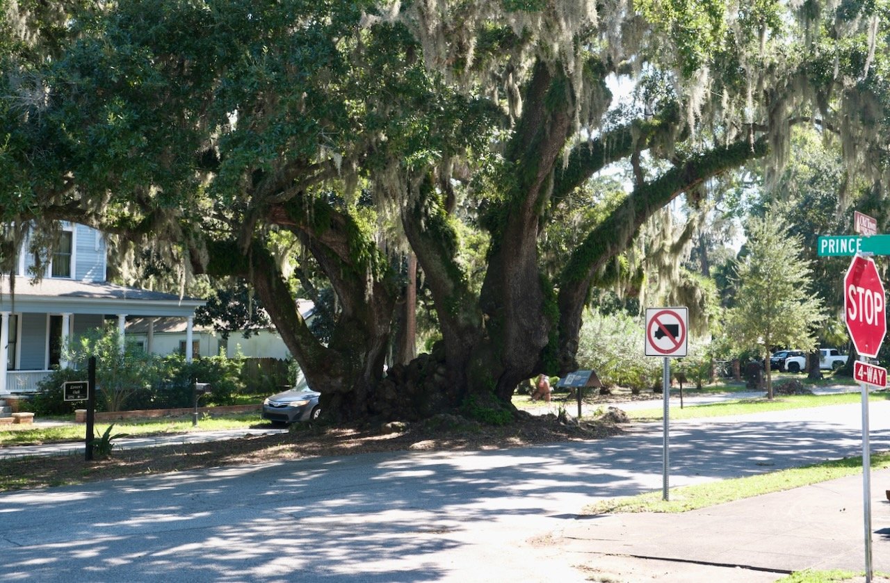 A partial view of Lovers Oak