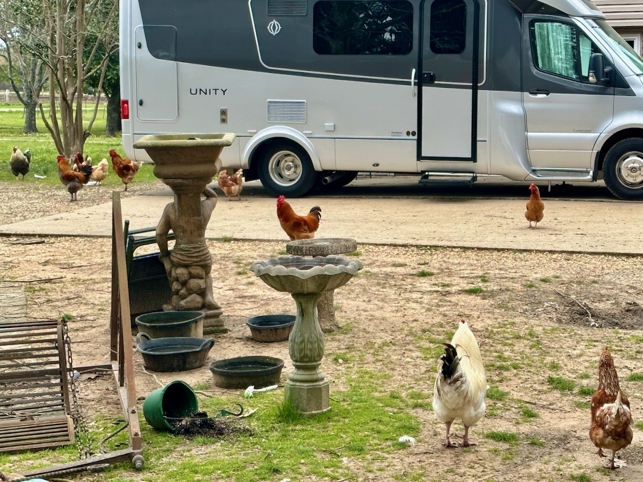 Farm animals: a reason to keep slip-on covers for footwear