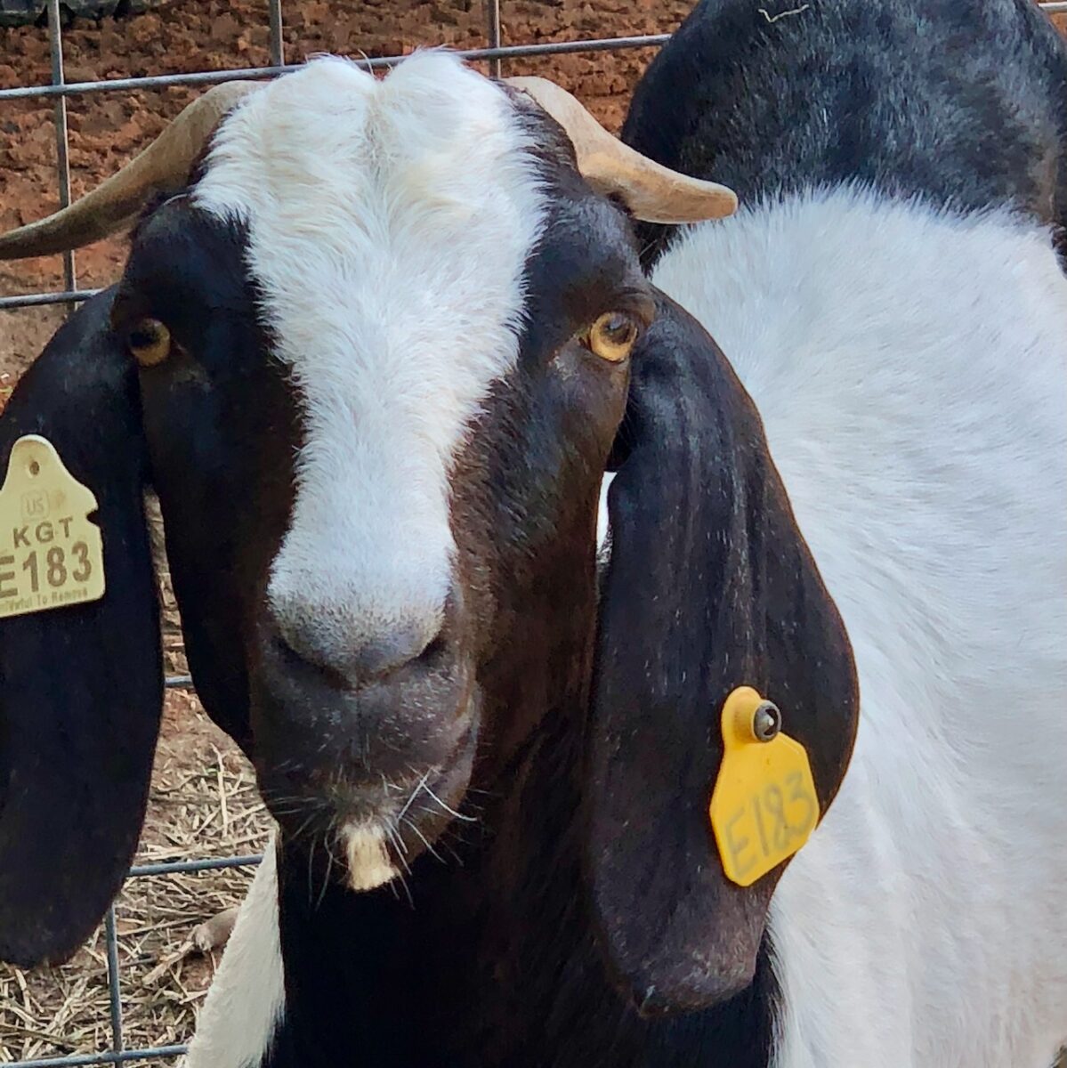 Goat on a farm between Monticello and Hamburg, Arkansas