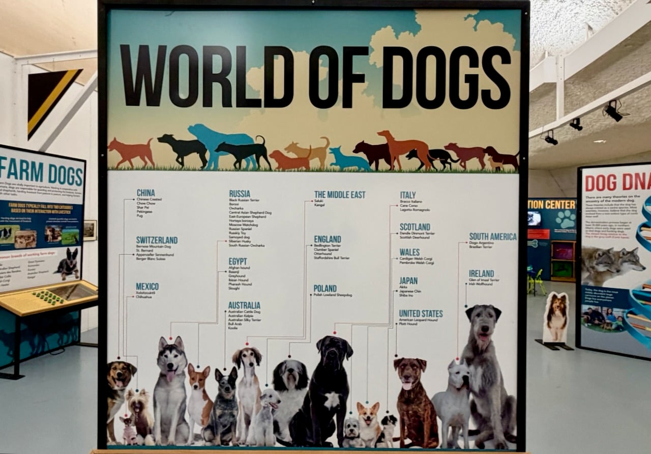 Dog Exhibit Display