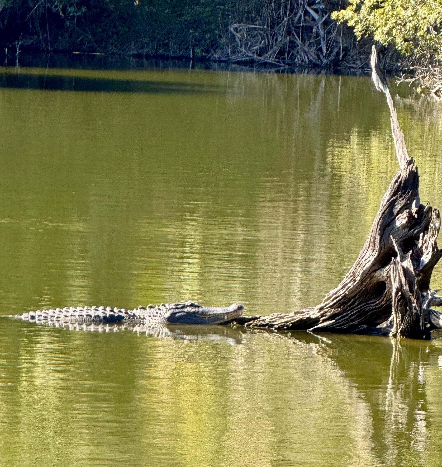 hanna park alligator