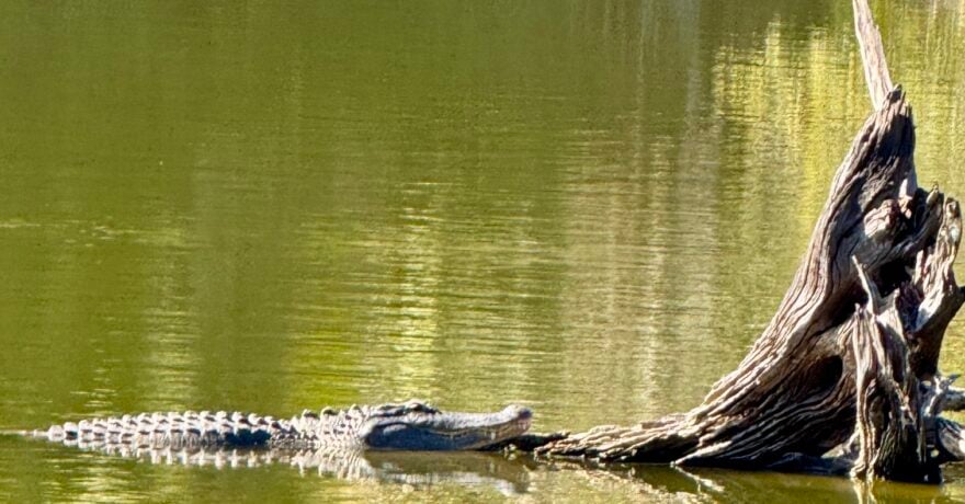 hanna park alligator
