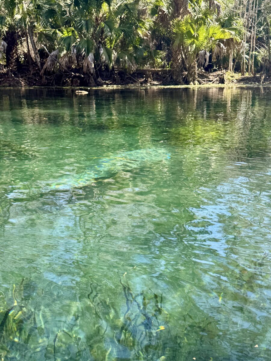 silver springs manatee