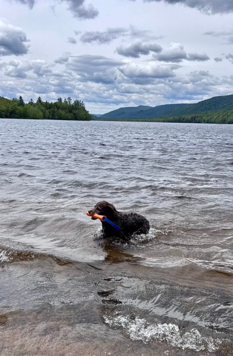 kona swimming at Limekiln Lake