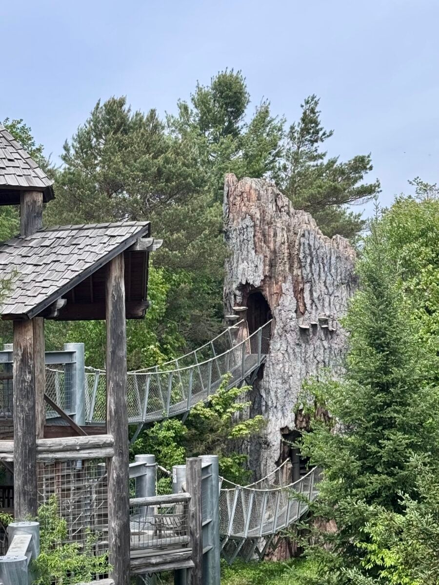wild walk at the wild center