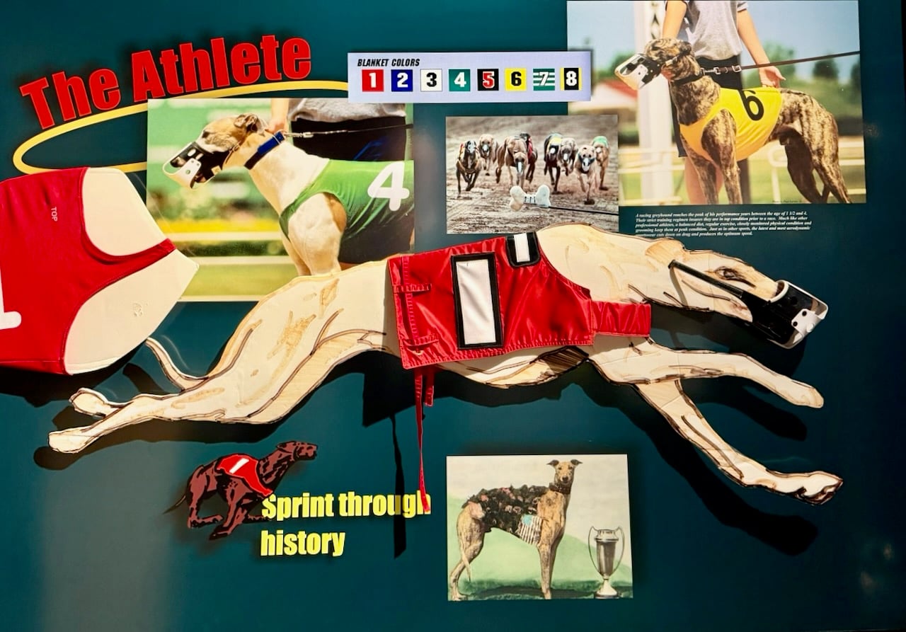 The Greyhound Racing Dog
